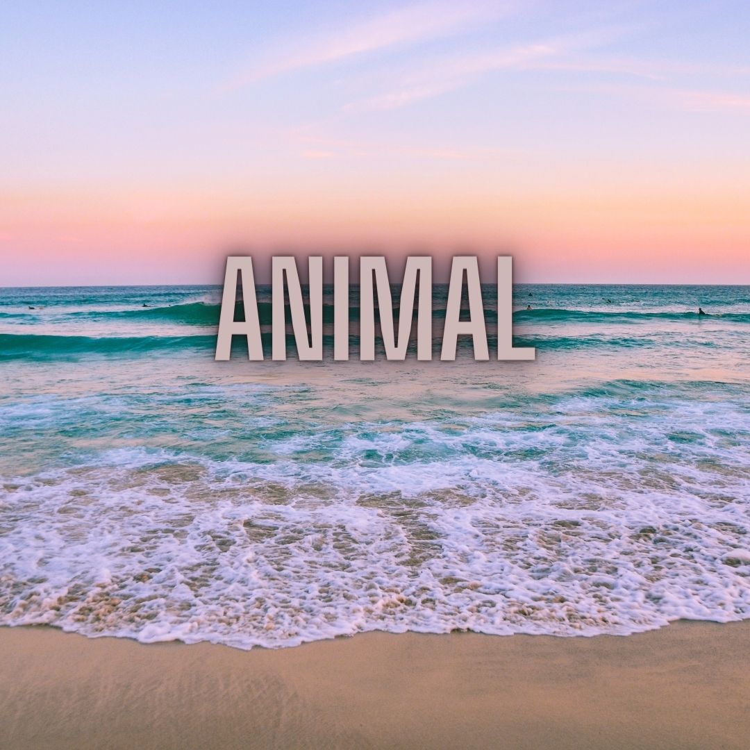 Animal