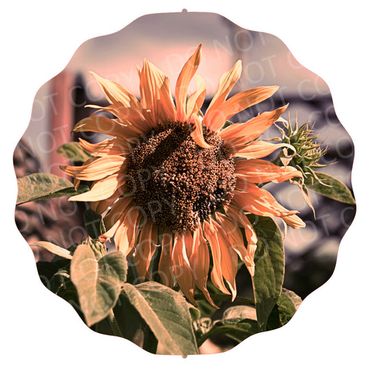 Sunflower 6 ws