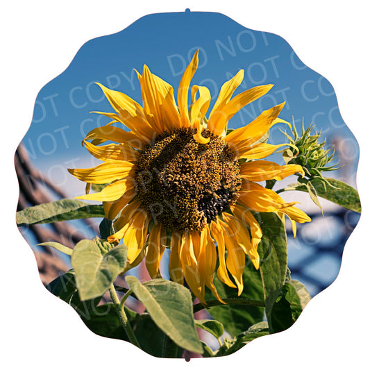 Sunflower 7 ws