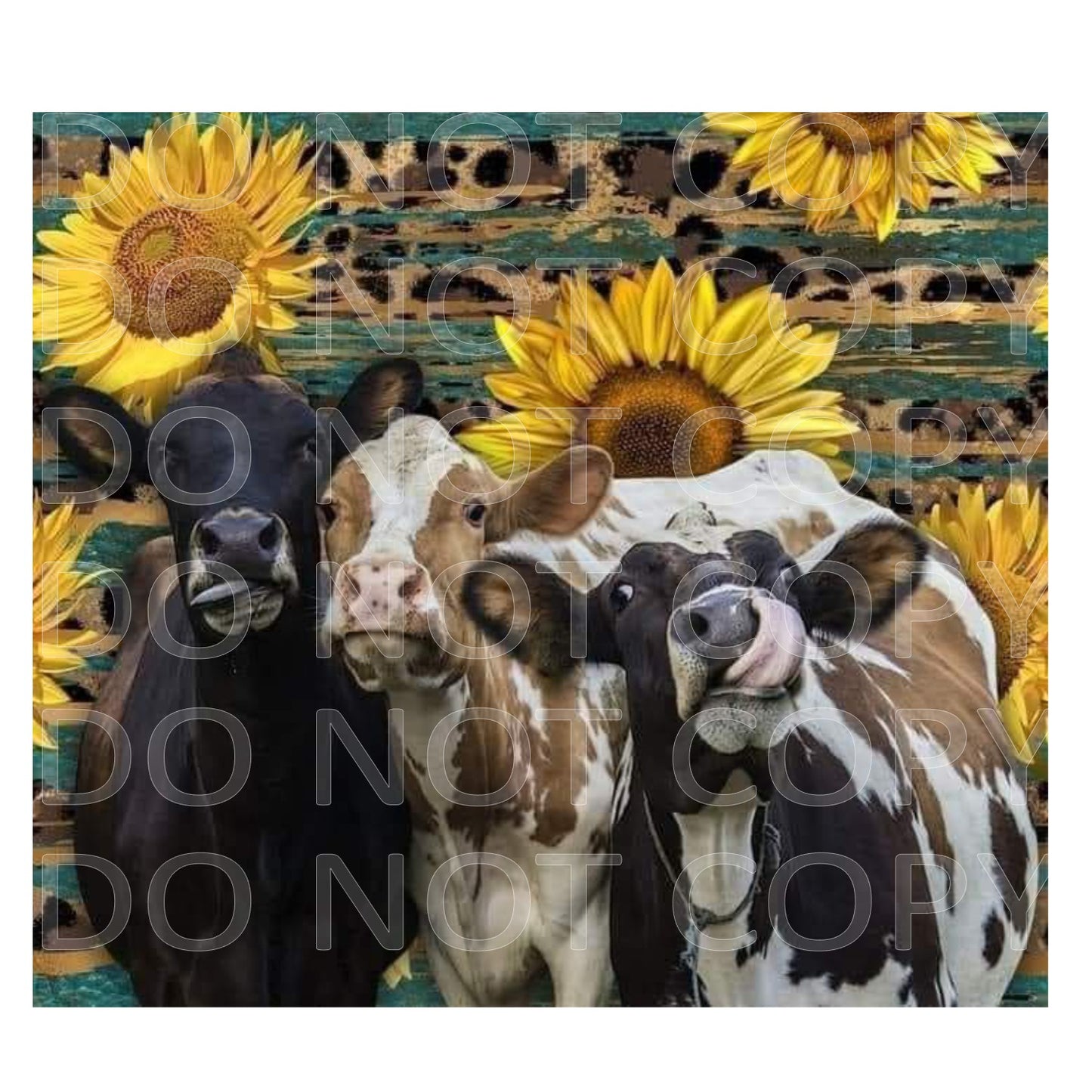 Sunflowers and Cows